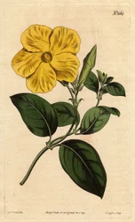 Echites suberecta