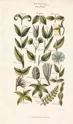 Forme e disposizioni delle foglie