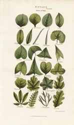 Le forme delle foglie nella morfologia botanica