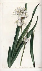 Libertia, endemica del Cile (incisione di S.Watts, illustrazione di Sarah Anne Drake, dal Botanical Register di Sydenham Edwards)