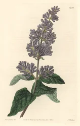 Lillà d