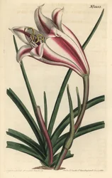 Varietà di giglio - Giglio della costa del Capo, Crinum ornatum