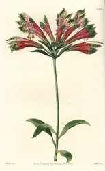 Giglio del Perù