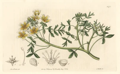 Limnanthe, originaria della California