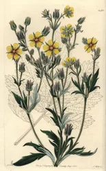 Varietà di potentilla a foglie lunghe - Potentilla longifolia