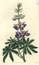Lupino - Lupinus mutabilis. Incisione a mano colorata a rame di S. Watts da un