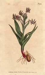 Melanthium ramificato, con molti piccoli fiori lilla, bulbo e radici
