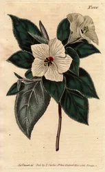 Melhania di Sant