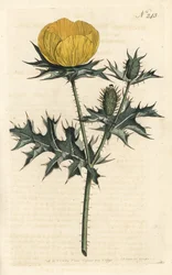 Argemone messicana - Argemone messicana o papavero spinoso