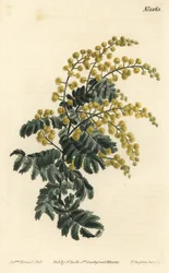 Mimosa pubescente