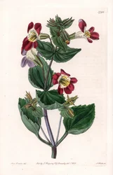 Mimulo varietà, chiamato fiore scimmia o fiore muschiato