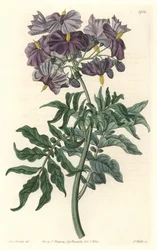 Morella (Solanum), nativa del Cile
