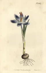 Crocus montano, Crocus serotinus