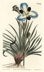 Aristea a fiori lutulenti, Aristea lugens (Aristea melaleuca). Incisione a mano colorata a rame di F. Sansom Jr. da un