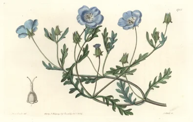 Namophile maculee, originaria della California - Acquaforte di S. Watts da un
