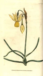 Narciso triandrus