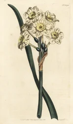 Narciso a bouquet - Narciso a fiori a grappolo, Narcissus tazetta (Narciso da giardino a coppa pallida; Narcissus orientalis) - Incisione a mano colorata a rame di F. Sansom Jr. da un