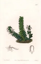 Orchidea: varietà di Angraecum, nativa dell