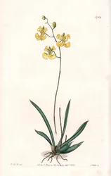Orchidea: varietà Tolumnia guianensis, endemica di Haiti e Santo Domingo