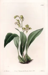 Orchidea: mascella a grappoli