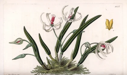 Orchidea: varietà miniatura di leptotes (incisione di S.Watts, illustrazione di Sarah Anne Drake, dal Botanical Register di Sydenham Edwards)