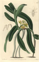 Orchidea varietà Saccolabium - Orchidea Acampe praemorsa (Saccolabium papilloso)