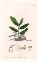 Orchidea: varietà di camphylocentrum