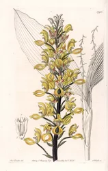 Orchidea: varietà di Govenia