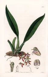Orchidea: varietà di macradenia, nativa della Guiana