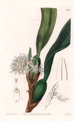 Orchidea: varietà di maxillaria, nativa del Sud America
