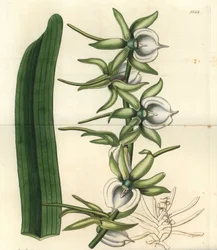 Varietà di orchidea delle Isole dell