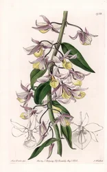 Orchidea: varietà di Dendrobium, nativa dell