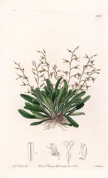 Orchidea: varietà di epidendro
