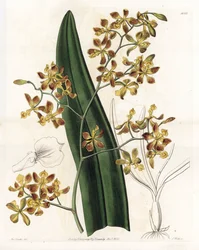 Orchidea: varietà di epidendrum