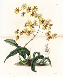 Orchidea: varietà di oncidium epifitico del Brasile