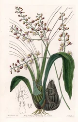 Orchidea: varietà di eulophia