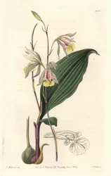 Orchidea, Bletia americana