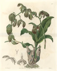 Orchidea Catasetum, nativa del Brasile - Acquaforte di S. Watts da un