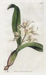 Orchidea epidendrum fragrante