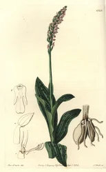Orchidea neotinea - Orchidea a fiori densi, Neotinea maculata