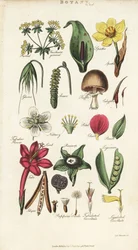Parti dei fiori tra cui petalo, nettario, glume, seme, spata, brattea, legume, ecc.