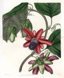 Passiflora Variete