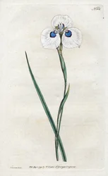Iris pavone - Litografia di Sydenham Edwards (1768-1819), tavola dal Botanical Magazine di William Curtis (1746-1799)