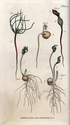 Piselli, semi di leguminose in diversi stadi di germinazione. Incisione su rame colorata, illustrazione di Sydenham Edwards (1768-1819) per Conferences of Botanical, Giardino botanico di Lambeth (Inghilterra)