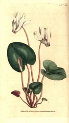 Ciclamino persiano, Cyclamen persicum