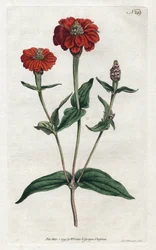 Zinnia peruviana o bresine