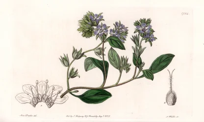Phacelia, endemica della California - Incisa da S. Watts, da un
