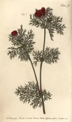 Occhio di fagiano, Adonis annua, Polygynia, fiore ermafrodita con molti pistilli (incisione a mano colorata di F. Sansom da un