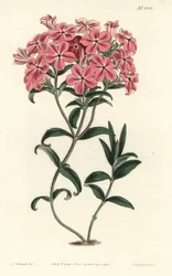 Phlox della Carolina - Phlox peloso di Fraser, Phlox amoena