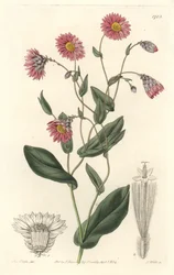 Rhodanthe rosa, nativa dell